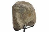 Fossil Ornithischian Dinosaur Vertebra with Metal Stand - Colorado #331110-1